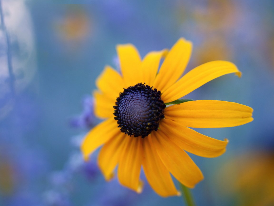 Обои макро, цветок, black eyed susan, macro, flower разрешение 2560x1600 Загрузить