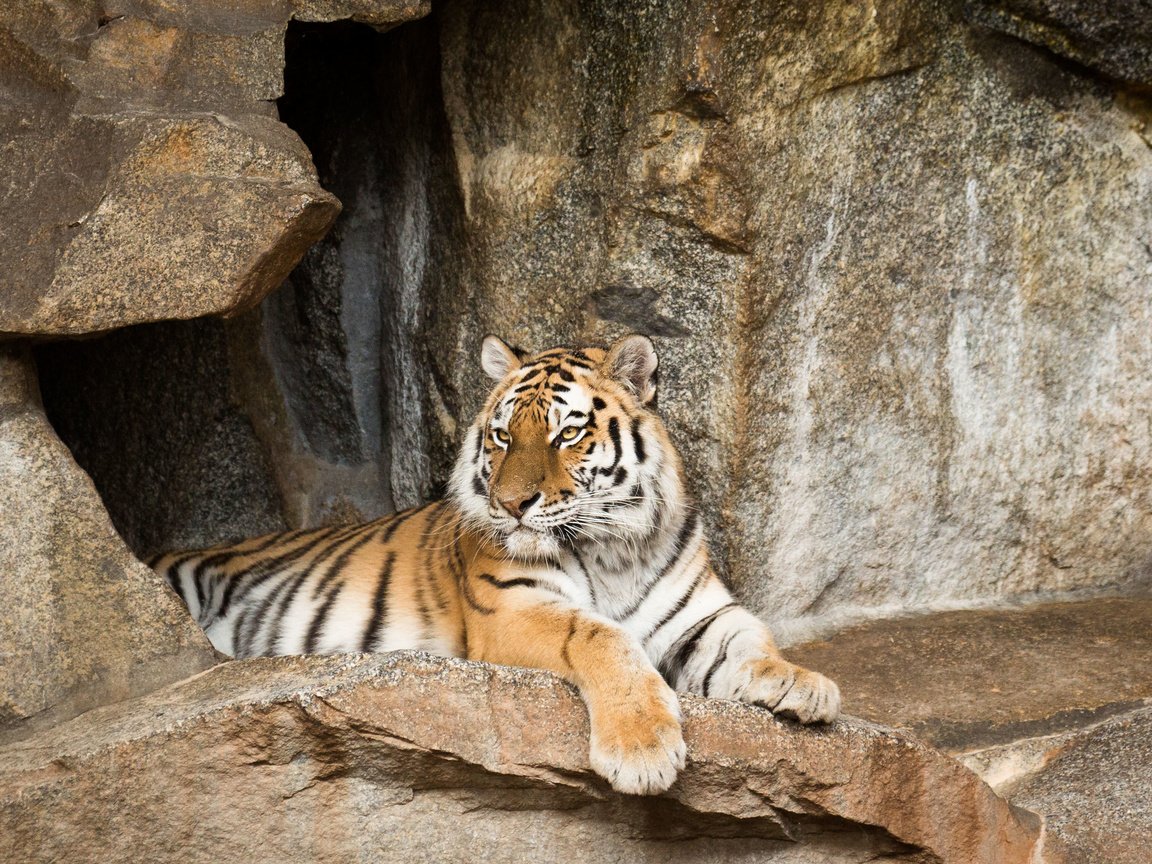 Обои тигр, камни, кошка, отдых, амурский, tiger, stones, cat, stay, amur разрешение 3550x2367 Загрузить
