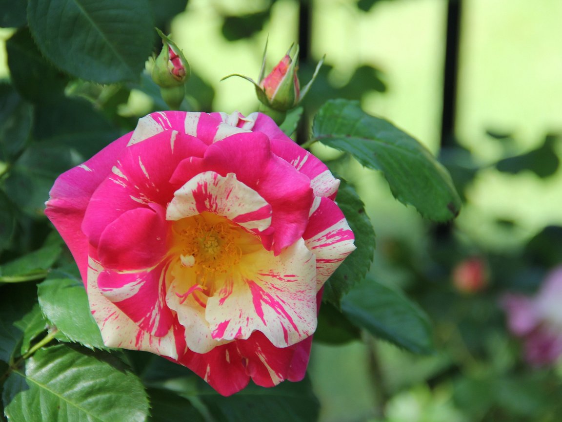 Обои цветение, роза, бутон, желто-розовая, flowering, rose, bud, yellow-pink разрешение 2048x1365 Загрузить