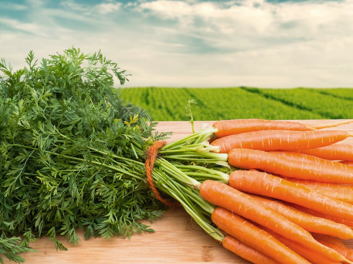 Обои морковь, морковное поле, young carrots, carrots, carrot field разрешение 4320x2880 Загрузить