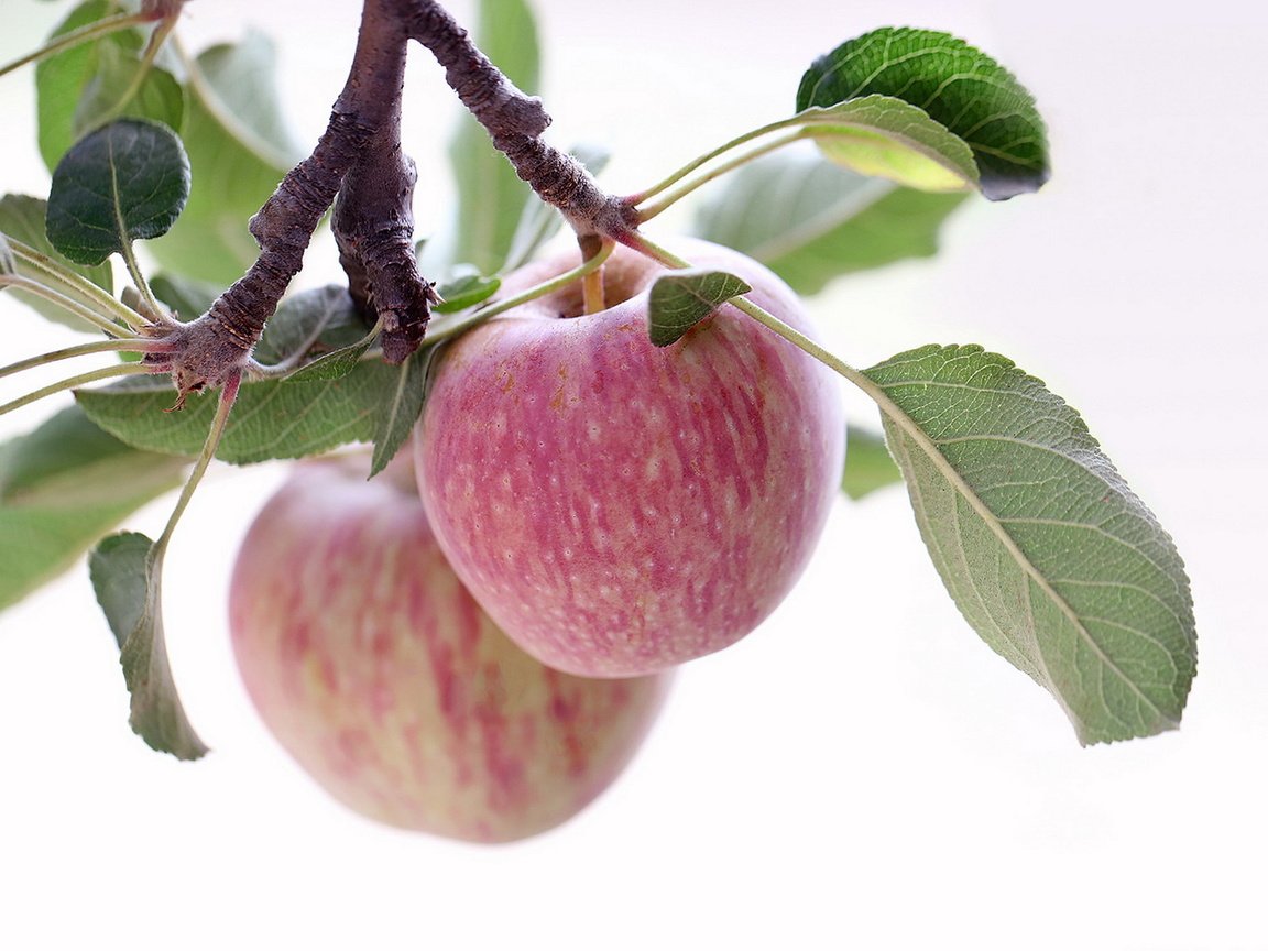 Яблоневая ветвь яблоки