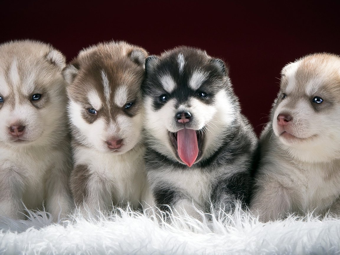 Обои хаски, щенки, собаки, husky, puppies, dogs разрешение 1920x1080 Загрузить