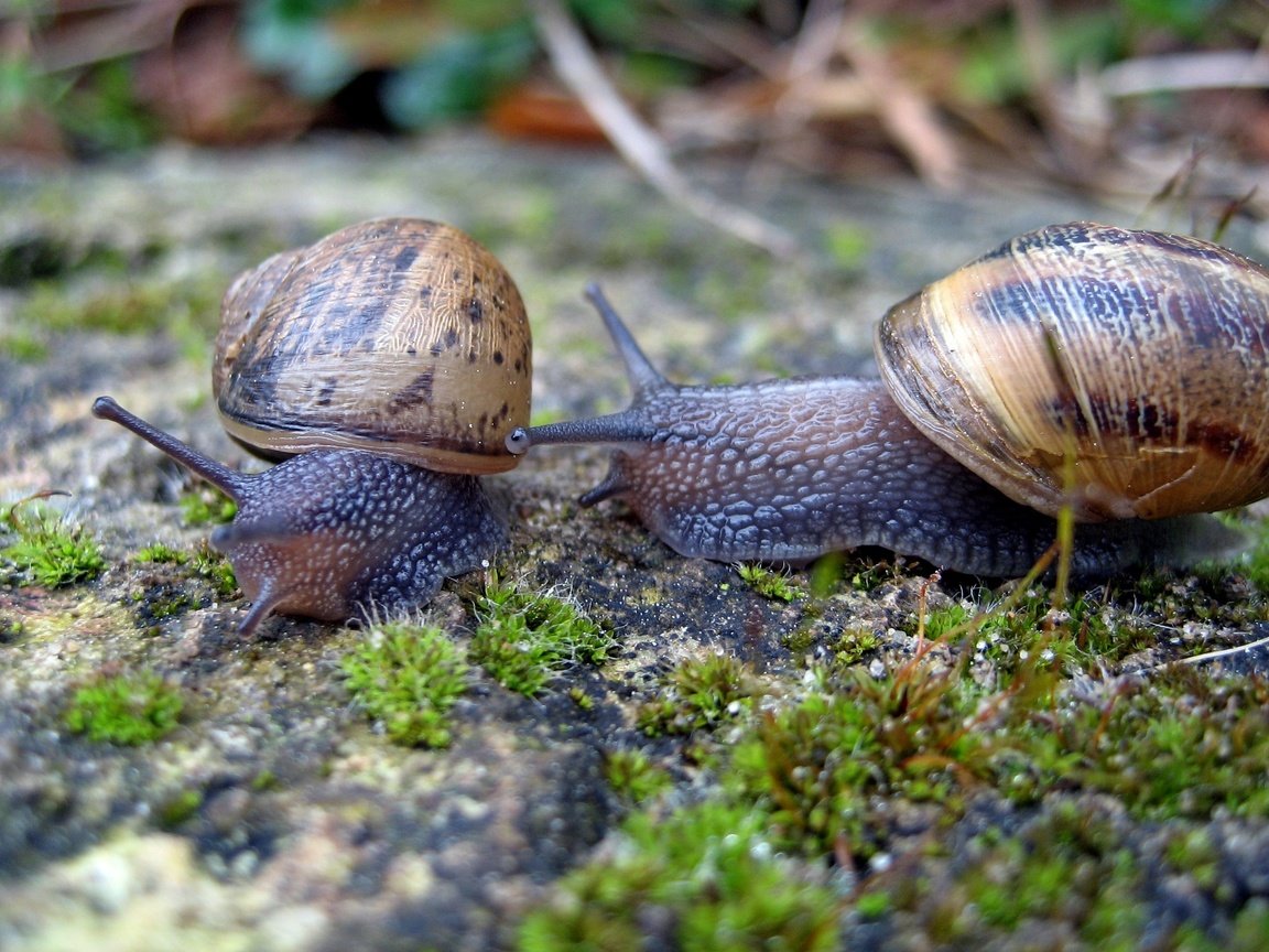 Обои макро, мох, улитки, рожки, раковина, брюхоногие моллюски, macro, moss, snails, horns, sink, gastropods разрешение 2816x1877 Загрузить