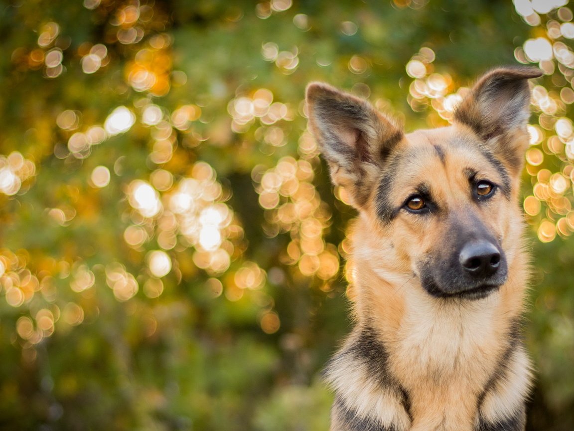 Обои взгляд, собака, друг, овчарка, look, dog, each, shepherd разрешение 3504x2054 Загрузить