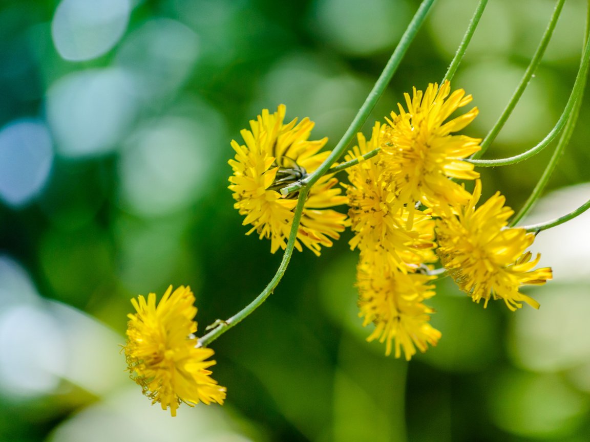 Обои цветы, макро, стебли, желтые, боке, ястребинка, flowers, macro, stems, yellow, bokeh разрешение 2048x1362 Загрузить