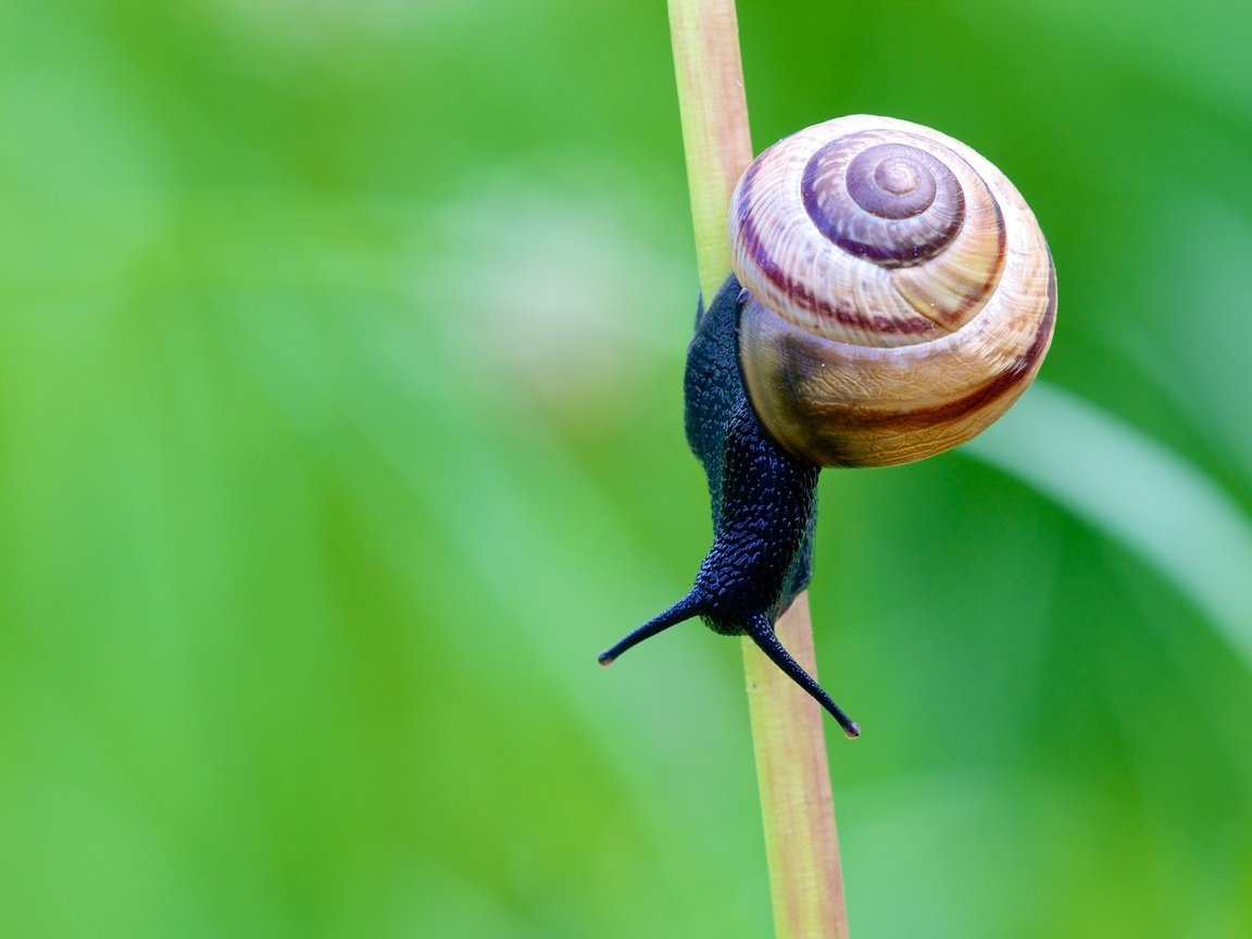 Обои усики, стебель, улитка, stalk, оболочка, antennae, stem, snail, shell разрешение 2247x1498 Загрузить