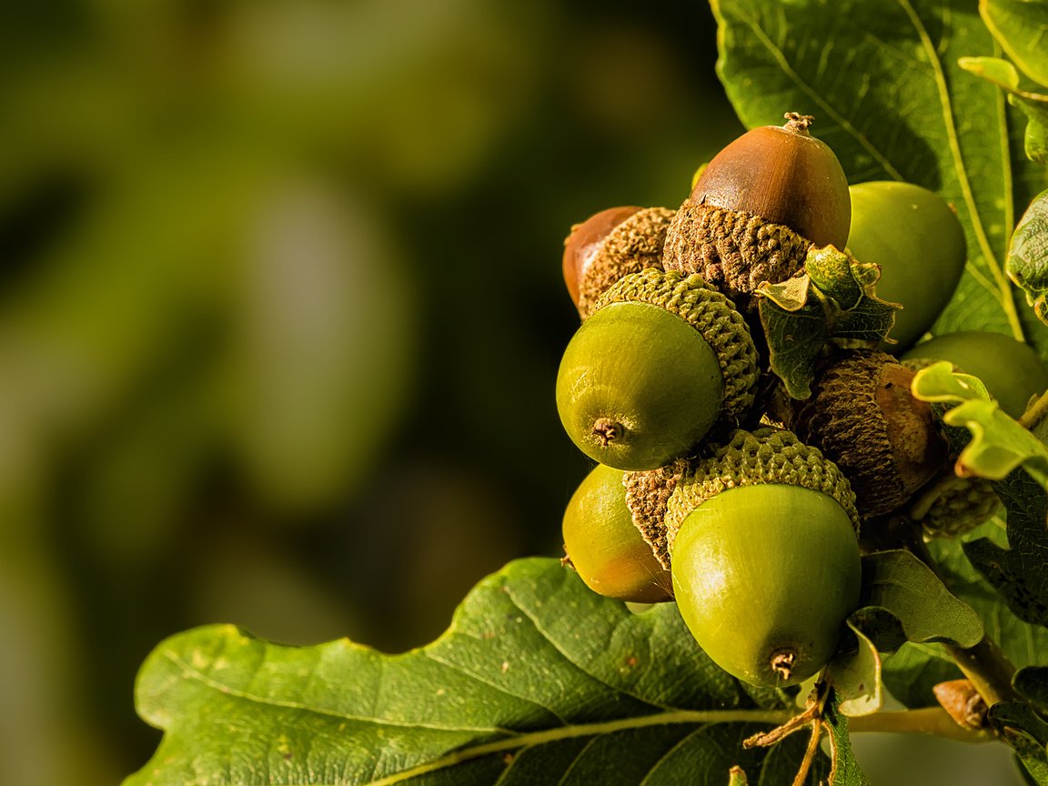 Обои природа, листья, макро, жёлуди, nature, leaves, macro, acorns разрешение 2048x1365 Загрузить