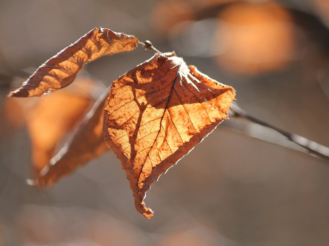 Обои природа, листья, осень, nature, leaves, autumn разрешение 5184x3456 Загрузить