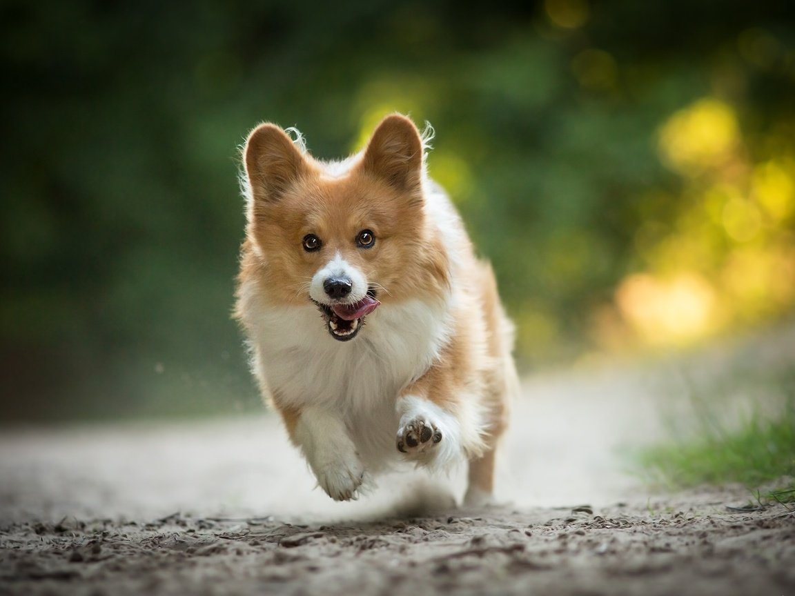 Обои настроение, собака, радость, прогулка, бег, вельш-корги, mood, dog, joy, walk, running, welsh corgi разрешение 2048x1312 Загрузить