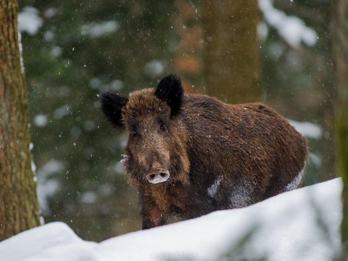 Обои природа, зима, кабан, nature, winter, boar разрешение 1920x1281 Загрузить