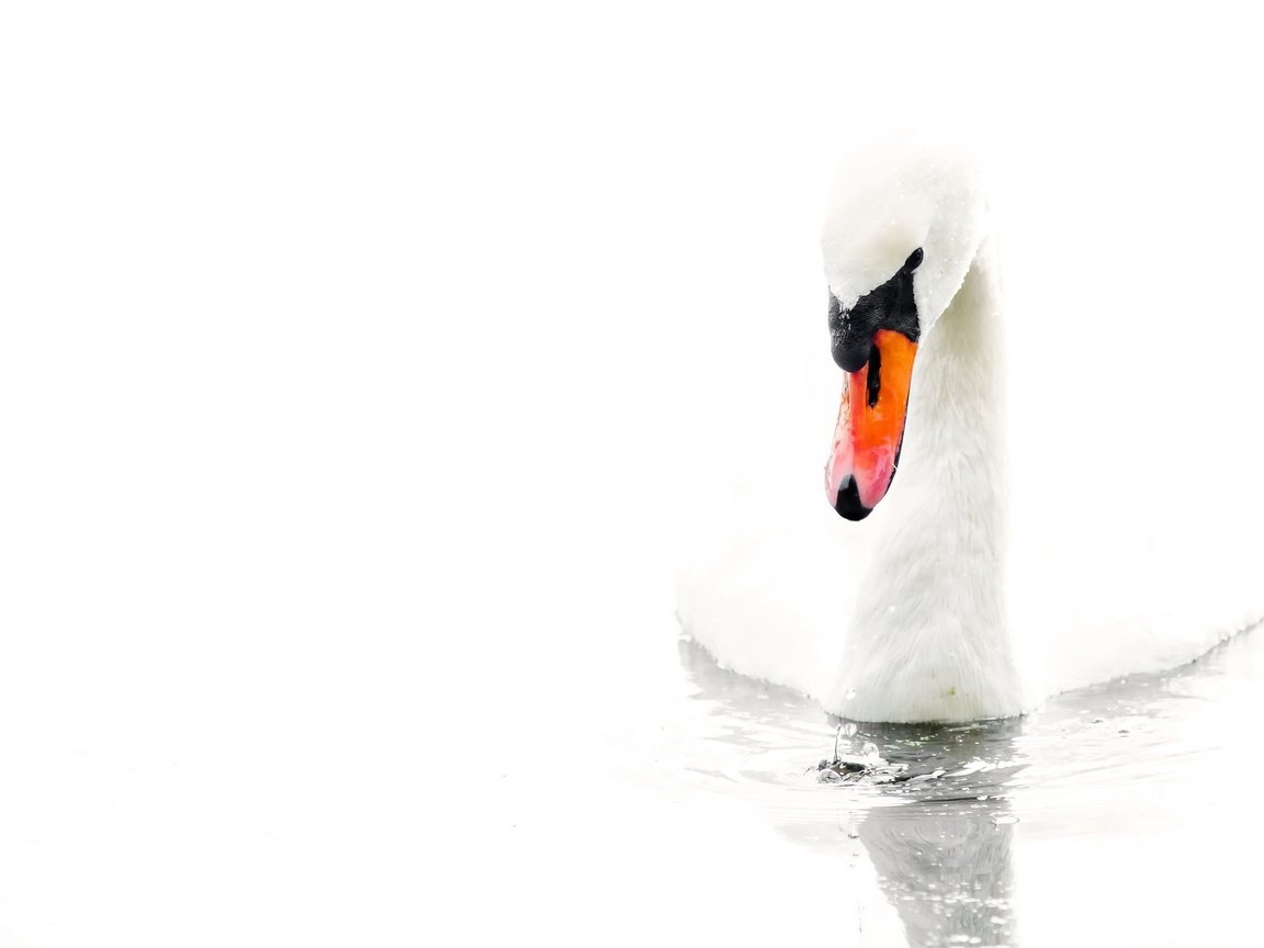 Обои вода, белый, птица, белый фон, лебедь, water, white, bird, white background, swan разрешение 2048x1342 Загрузить