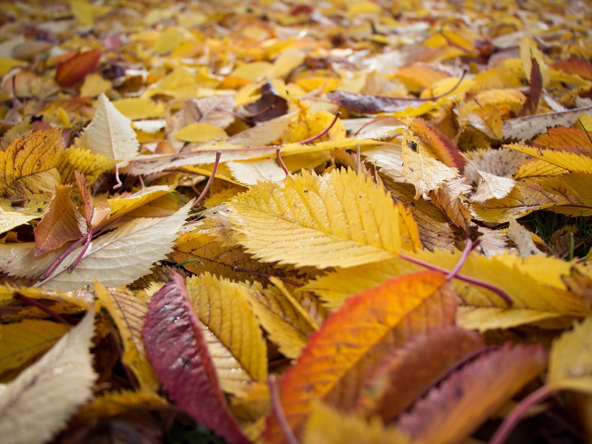 Обои природа, листья, листва, осень, осенние листья, nature, leaves, foliage, autumn, autumn leaves разрешение 2560x1707 Загрузить