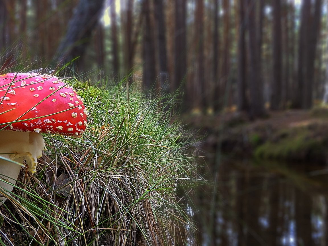 Обои трава, природа, осень, гриб, мухомор, grass, nature, autumn, mushroom разрешение 2036x1093 Загрузить