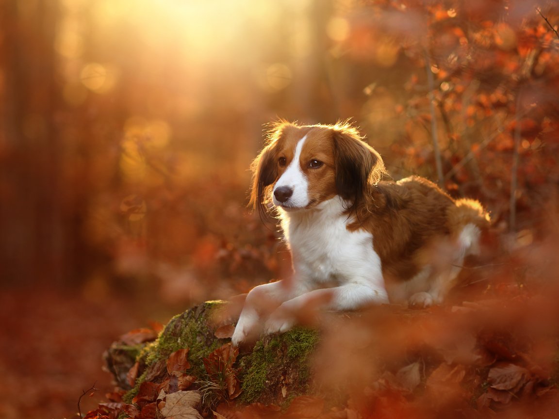 Обои листья, осень, собака, коикерхондье, койкерхондье, leaves, autumn, dog, kooikerhondje разрешение 2048x1365 Загрузить