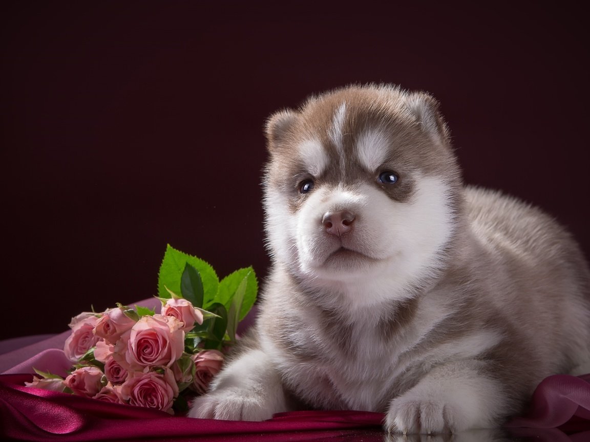 Обои цветы, розы, собака, щенок, ткань, хаски, порода, flowers, roses, dog, puppy, fabric, husky, breed разрешение 2400x1502 Загрузить