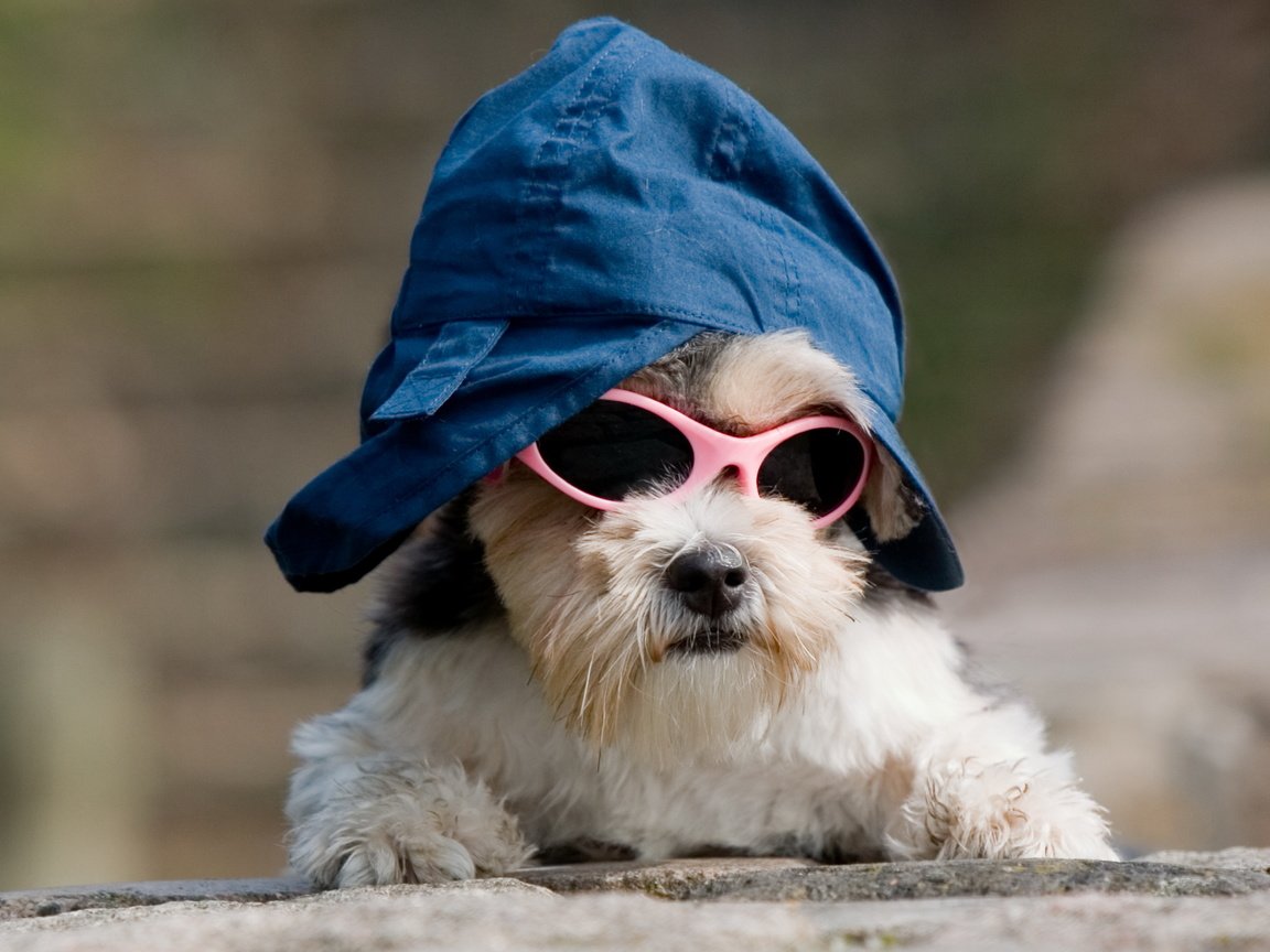 Обои собака, образ, песик, кепка, собачка, крутой, темные очки, прикид, имидж, dog, image, doggie, cap, cool, sunglasses, outfit разрешение 4096x2851 Загрузить