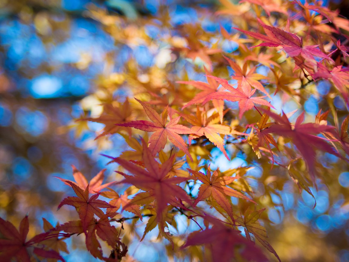 Обои небо, листья, макро, ветки, осень, клен, the sky, leaves, macro, branches, autumn, maple разрешение 2048x1356 Загрузить