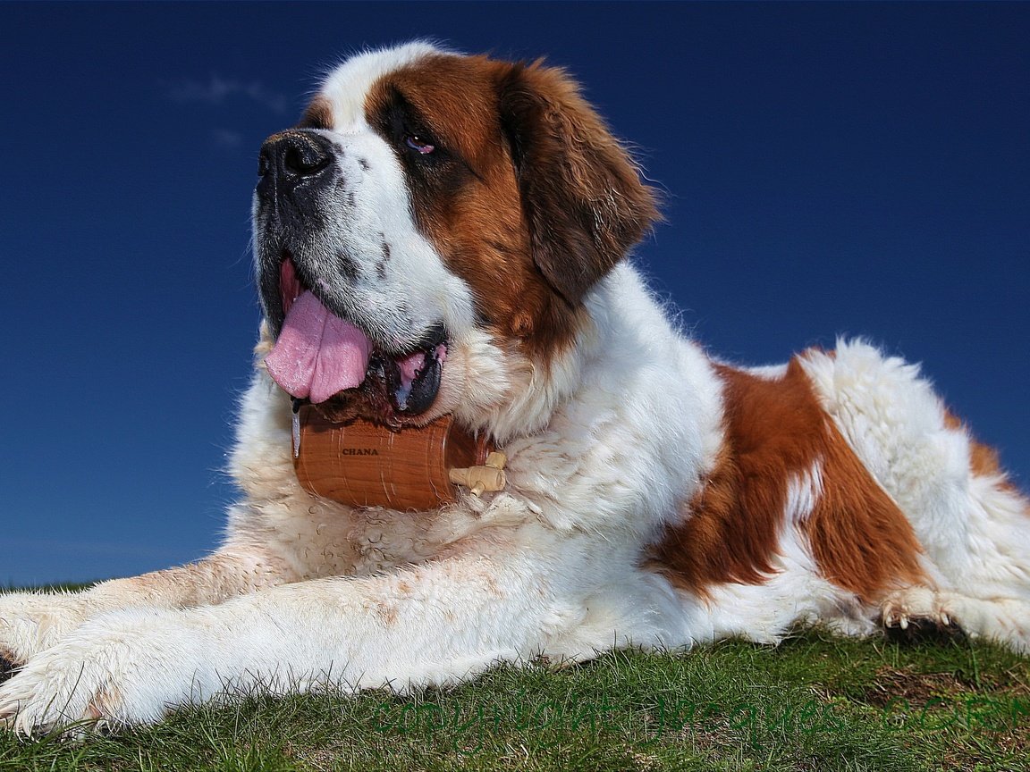 Обои трава, текстура, собака, язык, спасатель, сенбернар, grass, texture, dog, language, lifeguard, st. bernard разрешение 5616x3173 Загрузить