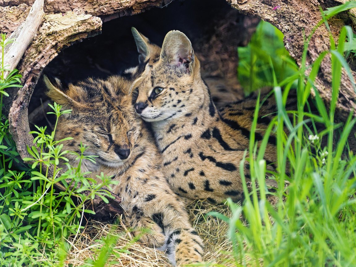 Обои трава, пара, кошки, сервал, ©tambako the jaguar, grass, pair, cats, serval разрешение 2048x1639 Загрузить