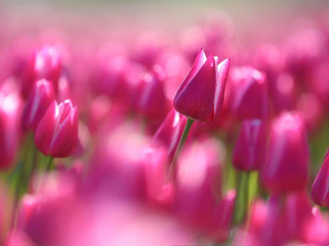 Обои цветы, макро, тюльпаны, flowers, macro, tulips разрешение 2048x1152 Загрузить