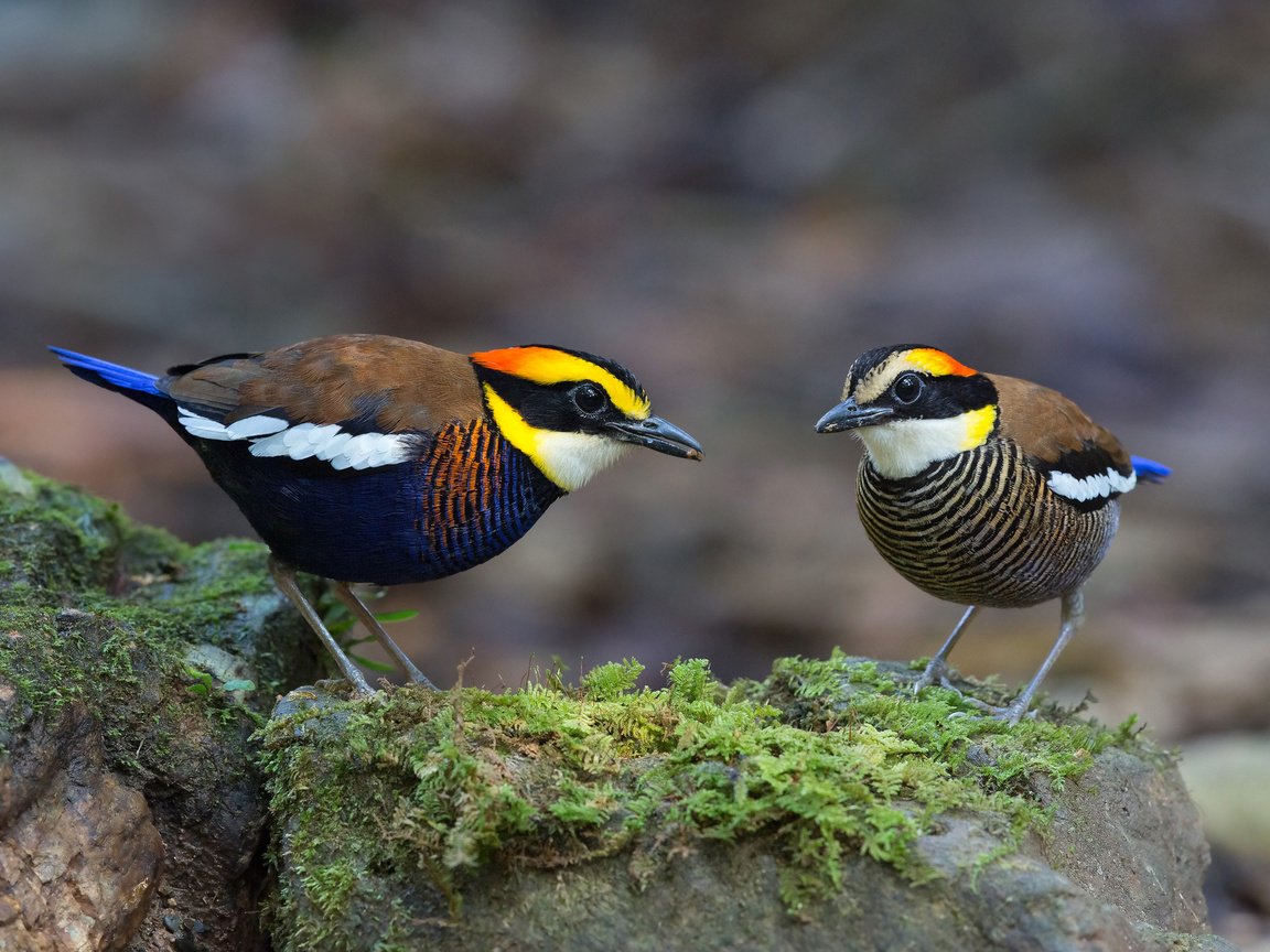 Обои камни, птицы, мох, питты, banded pitta, stones, birds, moss, pitta разрешение 2048x1281 Загрузить