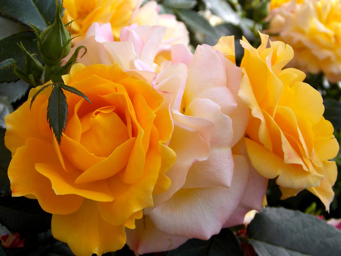 Обои цветы, макро, розы, flowers, macro, roses разрешение 2400x1800 Загрузить