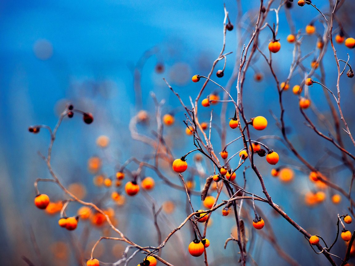 Обои ветки, осень, ягоды, плоды, branches, autumn, berries, fruit разрешение 2048x1152 Загрузить