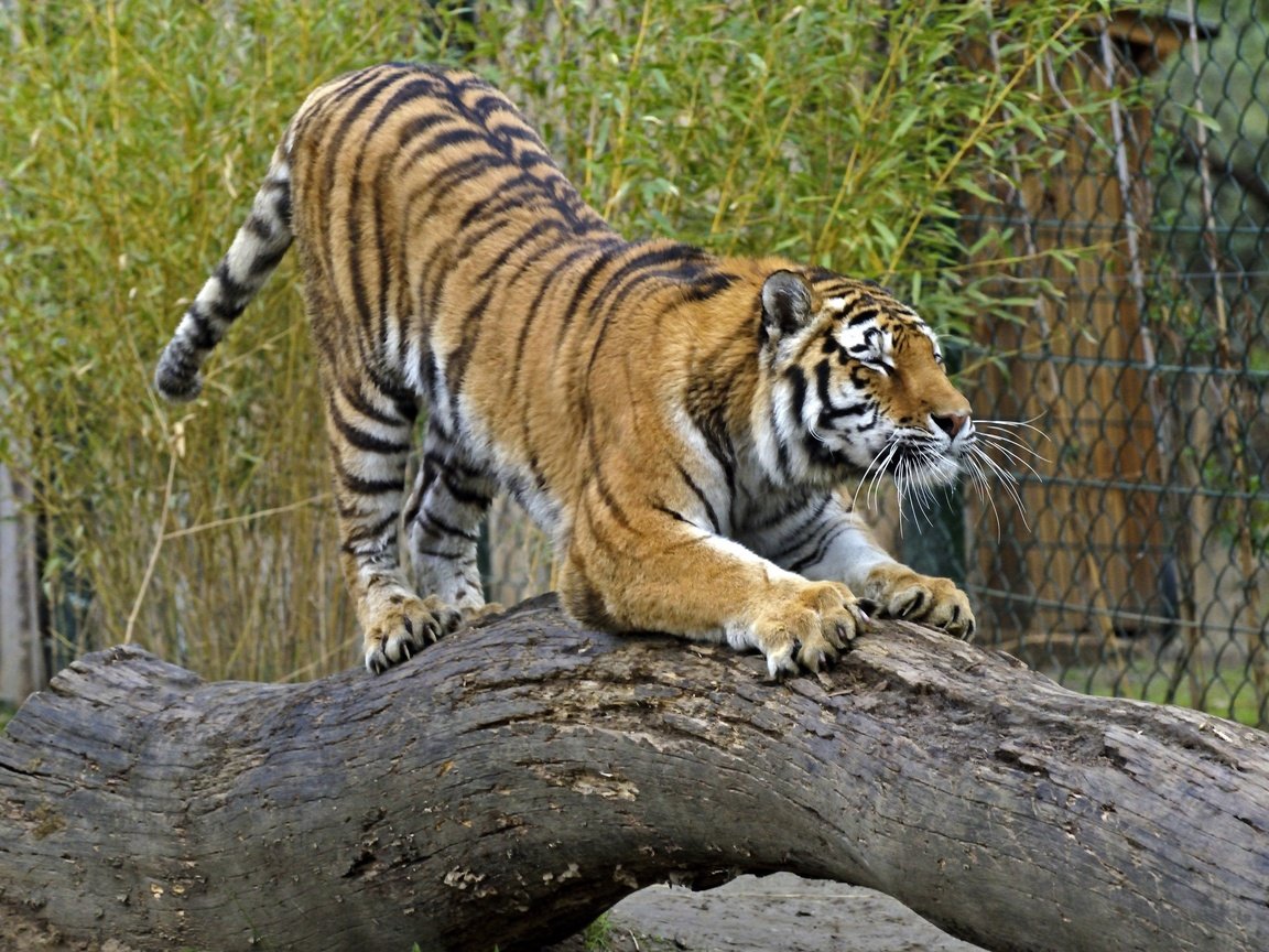 Обои тигр, кошка, бревно, амурский, tiger, cat, log, amur разрешение 2880x1920 Загрузить