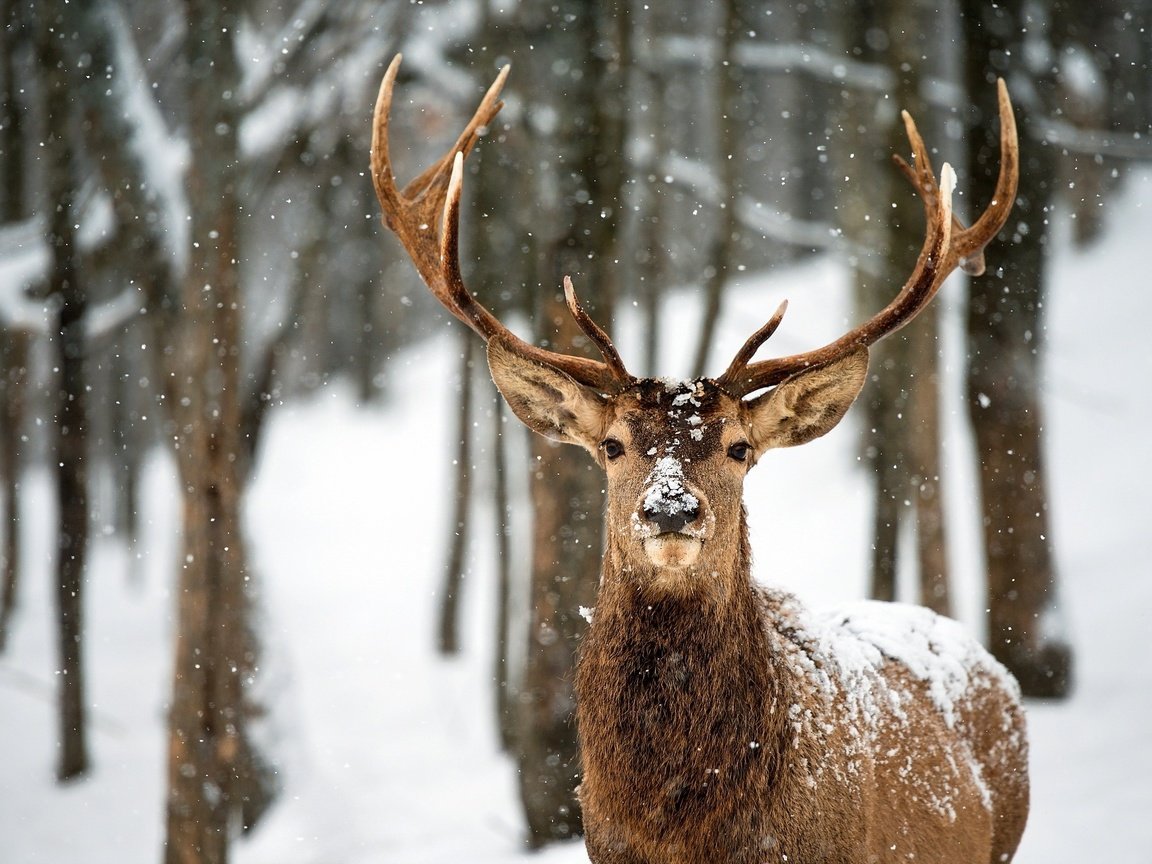 Обои деревья, снег, лес, олень, зима, рога, trees, snow, forest, deer, winter, horns разрешение 2560x1600 Загрузить