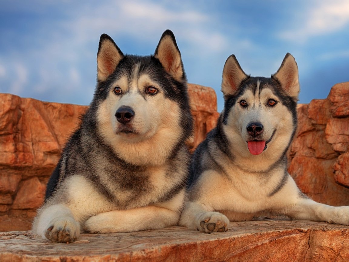 Обои портрет, парочка, хаски, собаки, portrait, a couple, husky, dogs разрешение 2048x1365 Загрузить