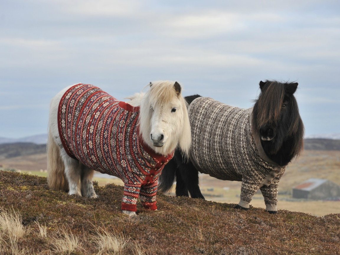 Обои горы, холмы, осень, пара, лошади, пони, два, свитер, mountains, hills, autumn, pair, horse, pony, two, sweater разрешение 1920x1080 Загрузить