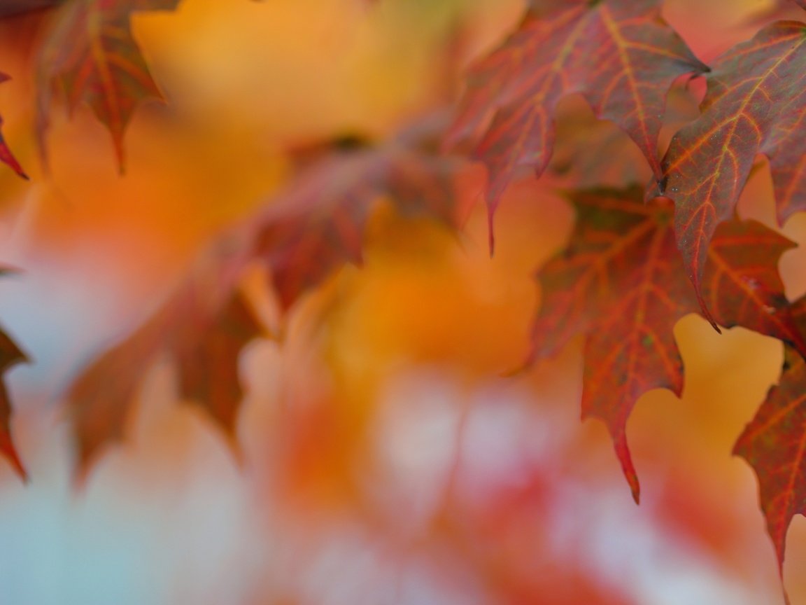 Обои листья, макро, осень, клен, leaves, macro, autumn, maple разрешение 2880x1185 Загрузить
