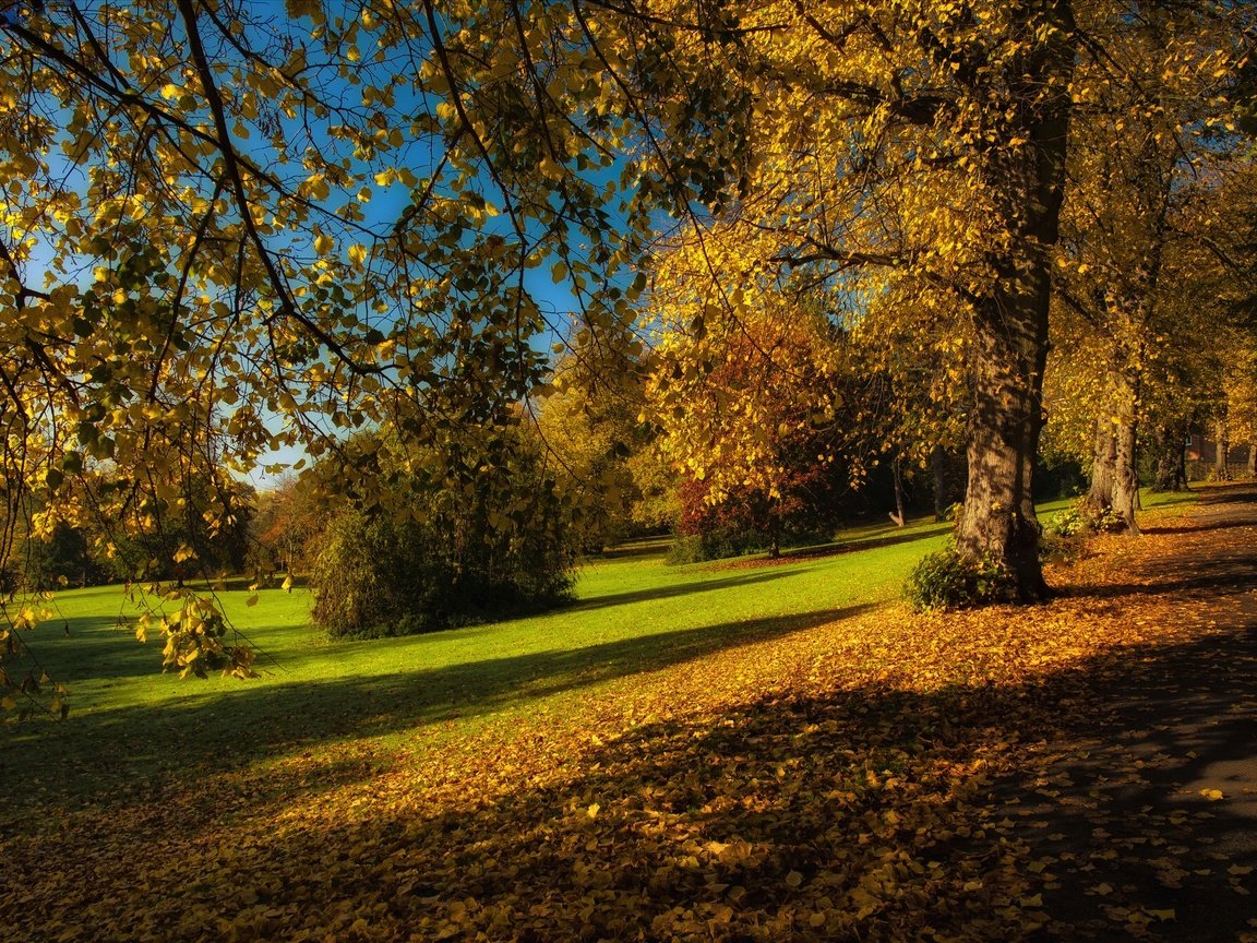 Обои деревья, листья, парк, ветки, осень, trees, leaves, park, branches, autumn разрешение 2024x1347 Загрузить