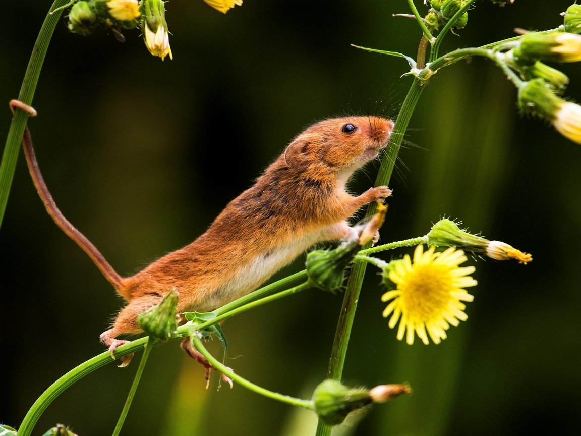 Обои цветы, природа, мышь, хвост, мышка, мышь-малютка, flowers, nature, mouse, tail, the mouse is tiny разрешение 2880x1921 Загрузить