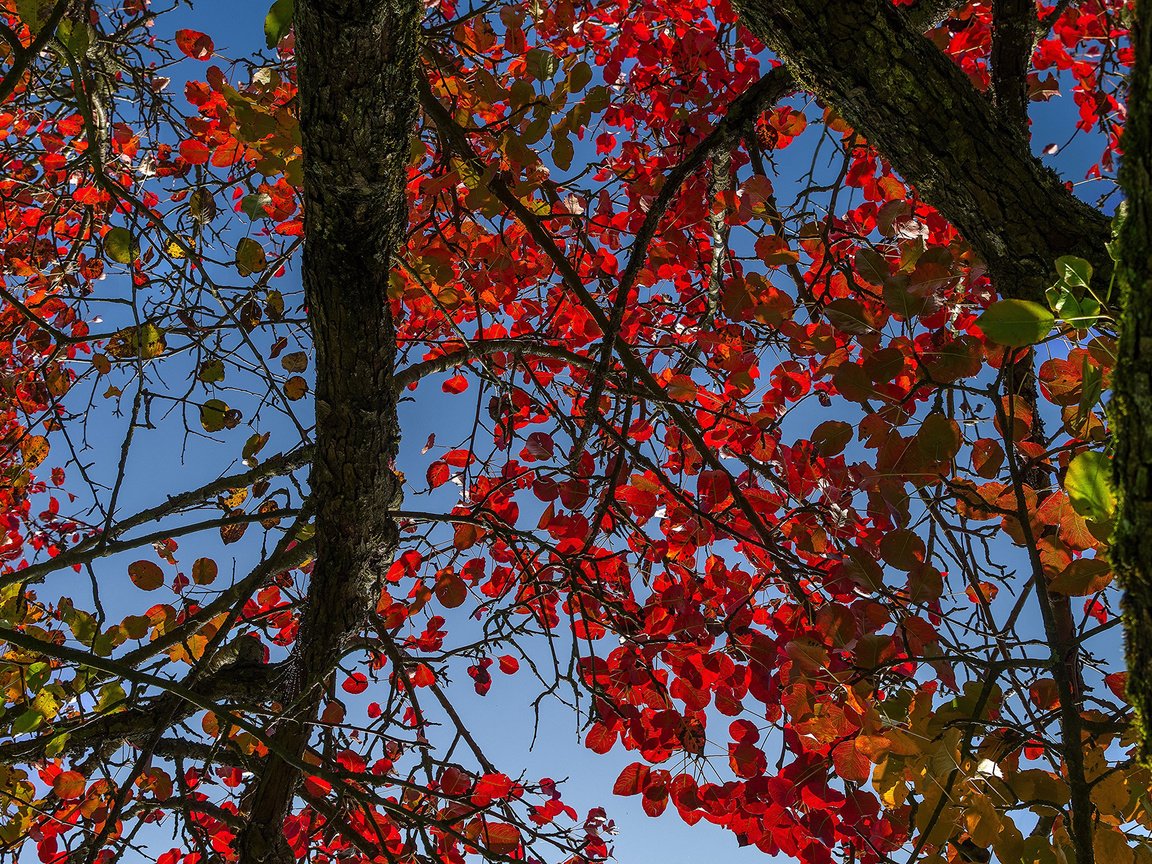 Обои небо, дерево, листья, осень, ствол, багрянец, the sky, tree, leaves, autumn, trunk, the crimson разрешение 2048x1280 Загрузить