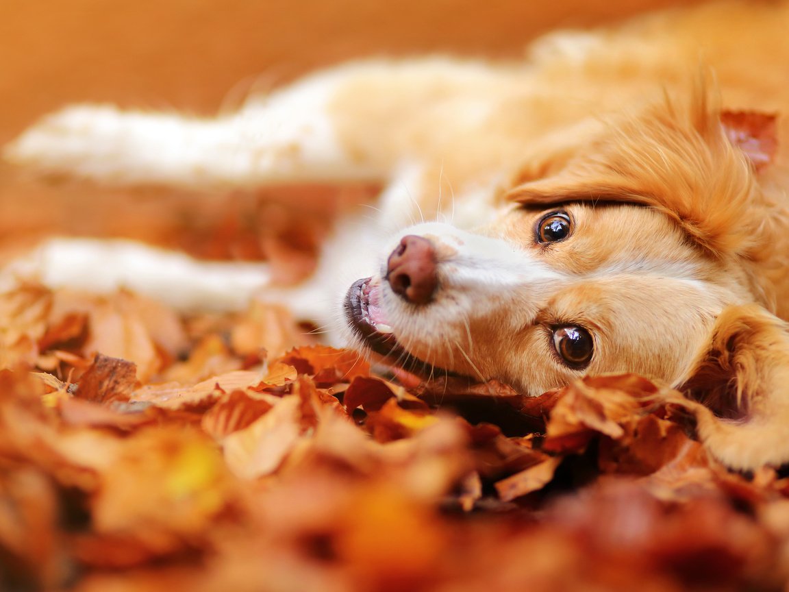Обои морда, листья, настроение, взгляд, осень, собака, face, leaves, mood, look, autumn, dog разрешение 2048x1365 Загрузить