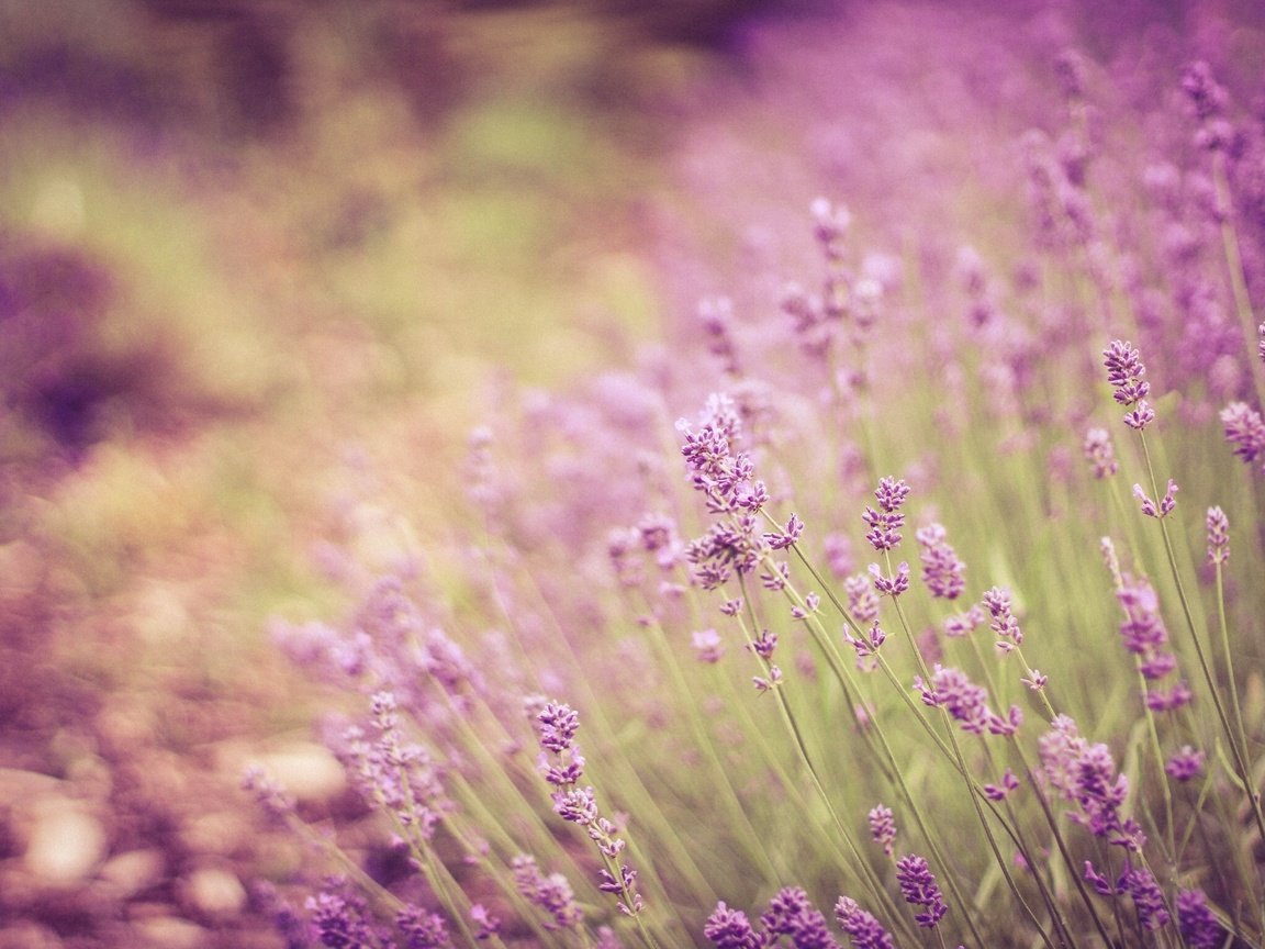 Обои цветы, лаванда, стебли, боке, flowers, lavender, stems, bokeh разрешение 2304x1536 Загрузить