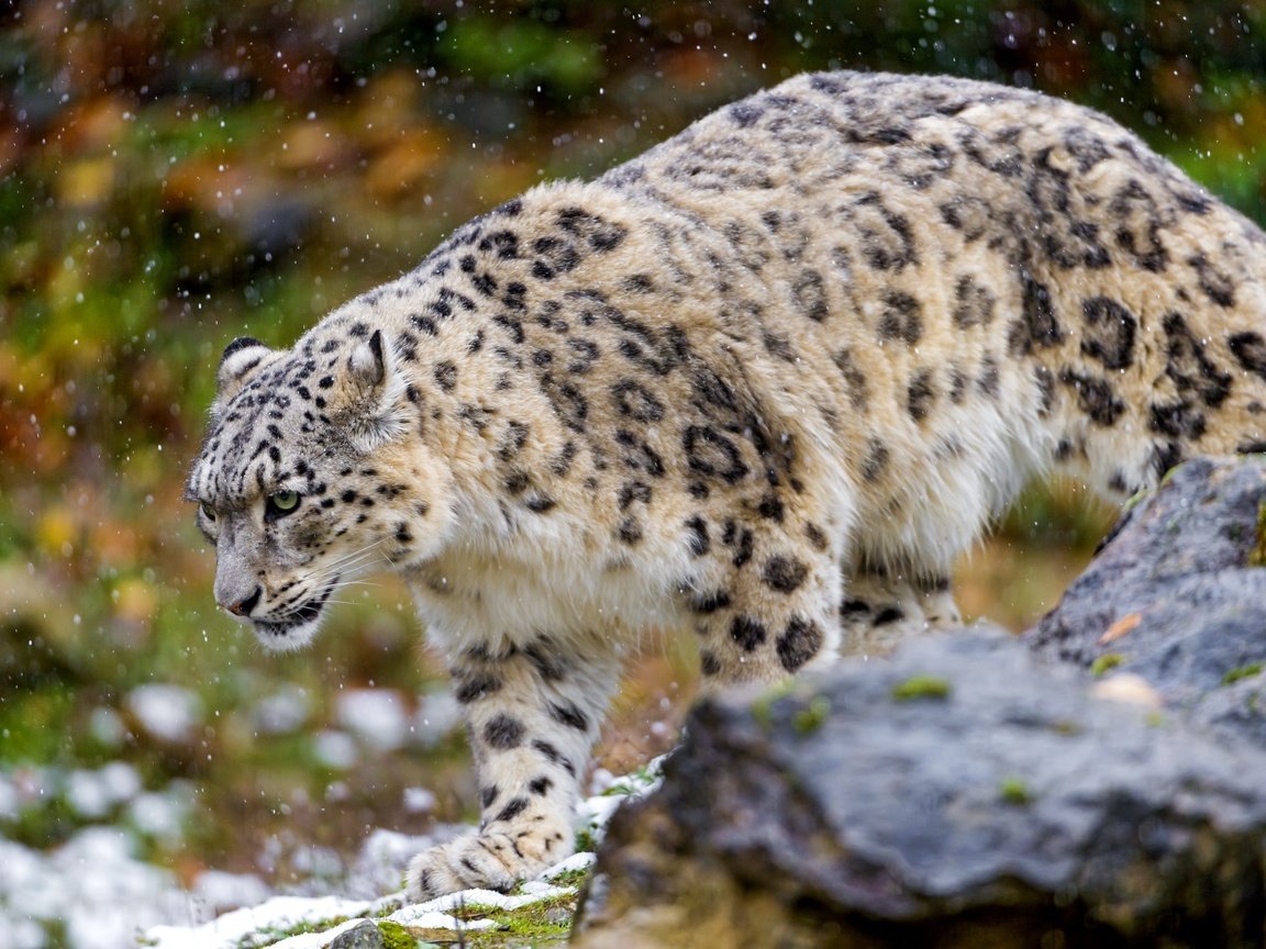 Обои хищник, снежный барс, ирбис, predator, snow leopard, irbis разрешение 3600x2367 Загрузить