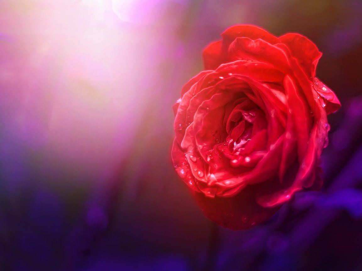 Обои природа, фон, цветок, роза, nature, background, flower, rose разрешение 3978x2652 Загрузить