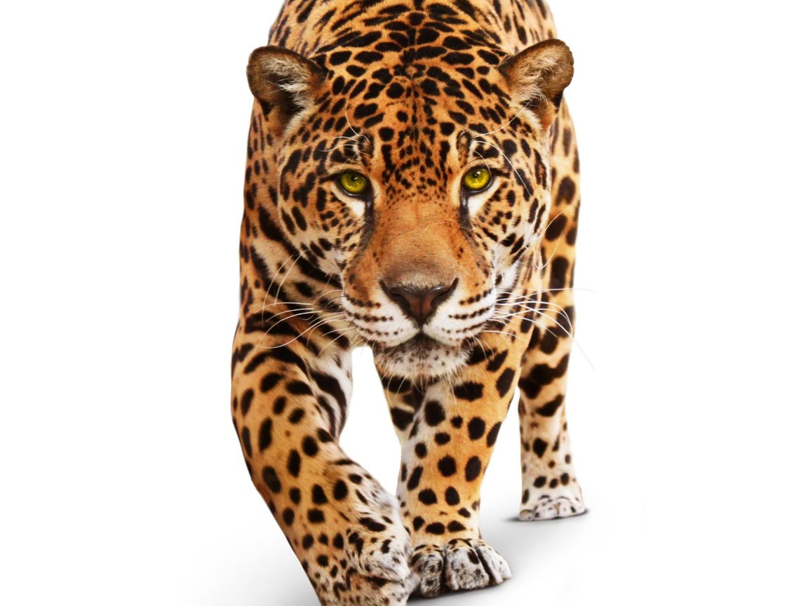 Обои глаза, взгляд, хищник, ягуар, белый фон, животное, дикая кошка, eyes, look, predator, jaguar, white background, animal, wild cat разрешение 4174x3496 Загрузить