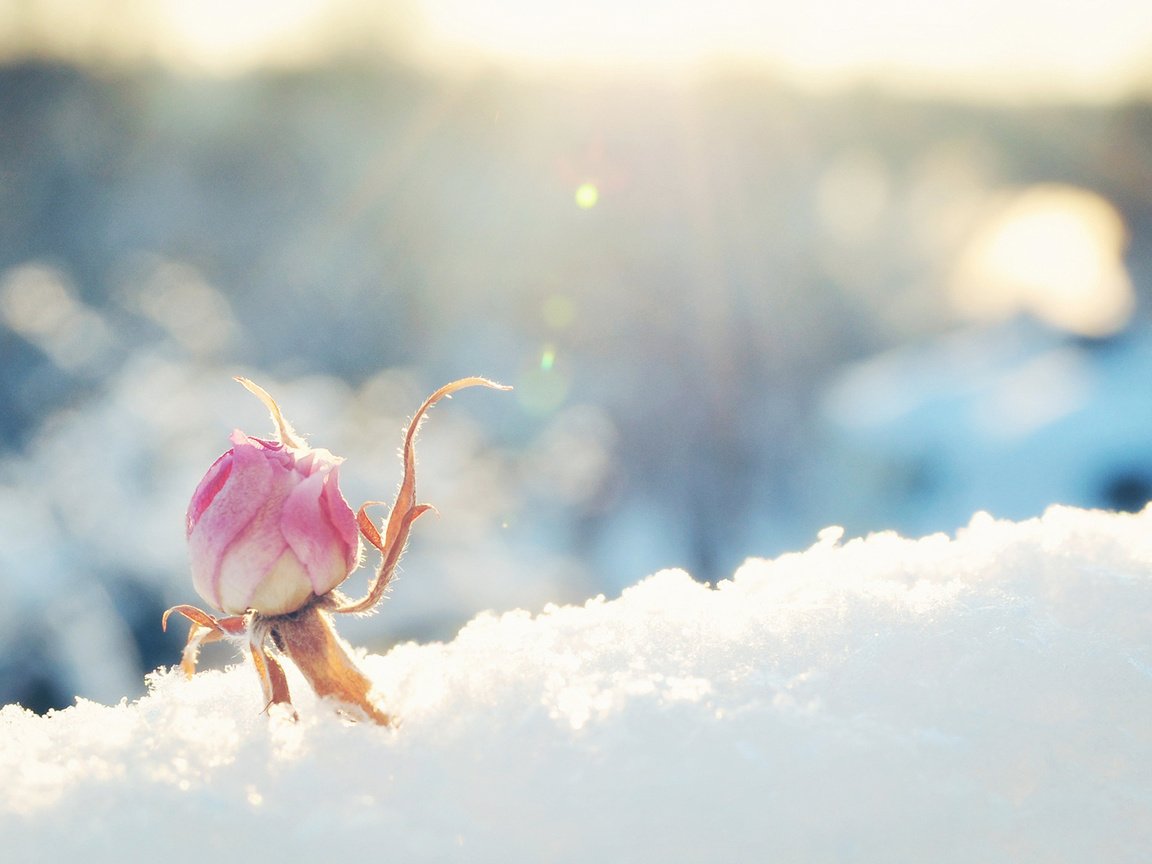 Обои снег, цветок, роза, бутон, розовая, солнечно, snow, flower, rose, bud, pink, sunny разрешение 1920x1200 Загрузить