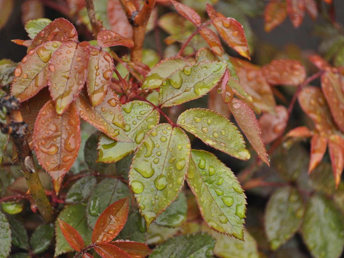 Обои вода, природа, листья, капли, куст, water, nature, leaves, drops, bush разрешение 4288x2848 Загрузить