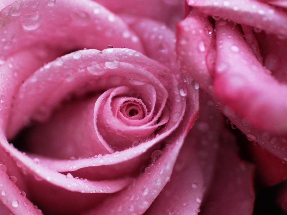 Обои цветы, макро, роса, капли, роза, розовая, м, flowers, macro, rosa, drops, rose, pink, m разрешение 1920x1080 Загрузить