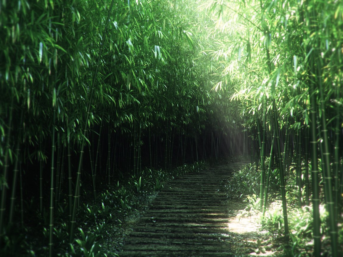 Обои природа, бамбук, заросли, 3д, nature, bamboo, thickets, 3d разрешение 1920x1080 Загрузить