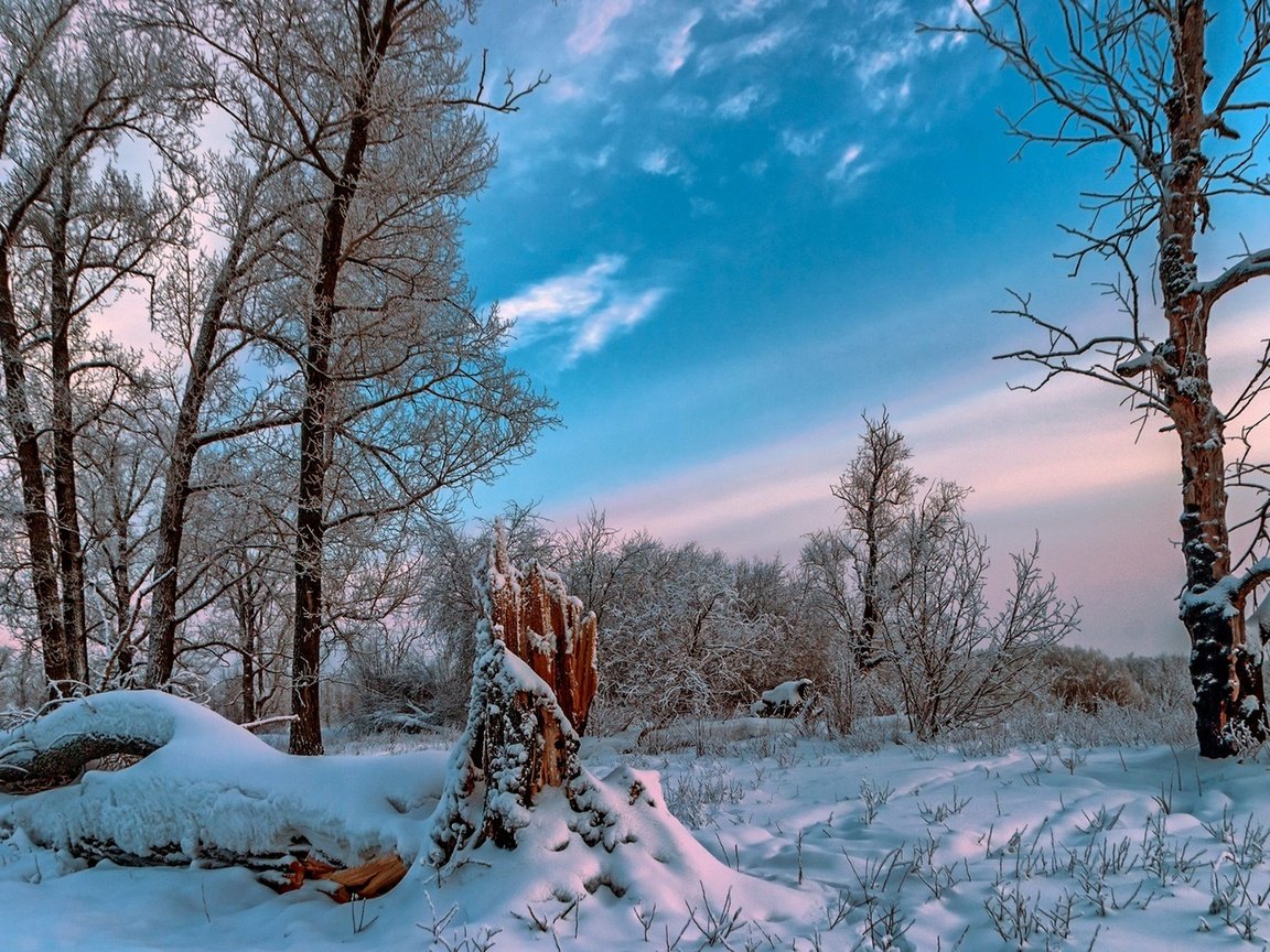 Обои небо, облака, деревья, снег, природа, лес, зима, the sky, clouds, trees, snow, nature, forest, winter разрешение 1920x1286 Загрузить