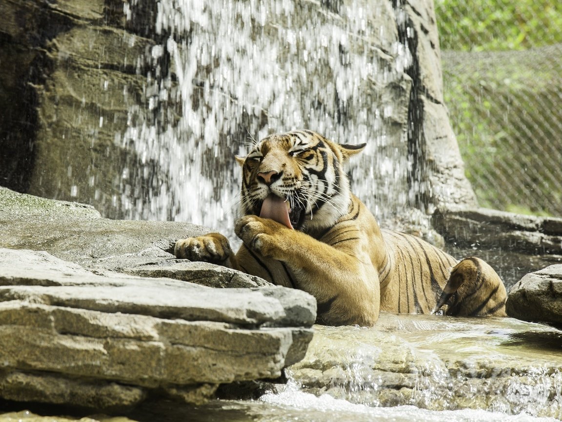 Обои тигр, морда, хищник, лапа, дикая кошка, умывание, tiger, face, predator, paw, wild cat, washing разрешение 2560x1706 Загрузить