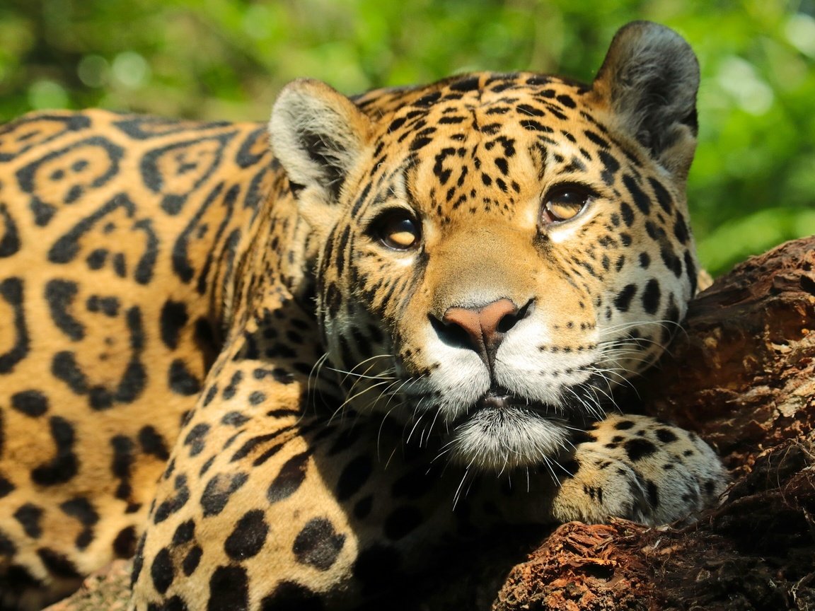 Обои морда, взгляд, ягуар, face, look, jaguar разрешение 2560x1729 Загрузить