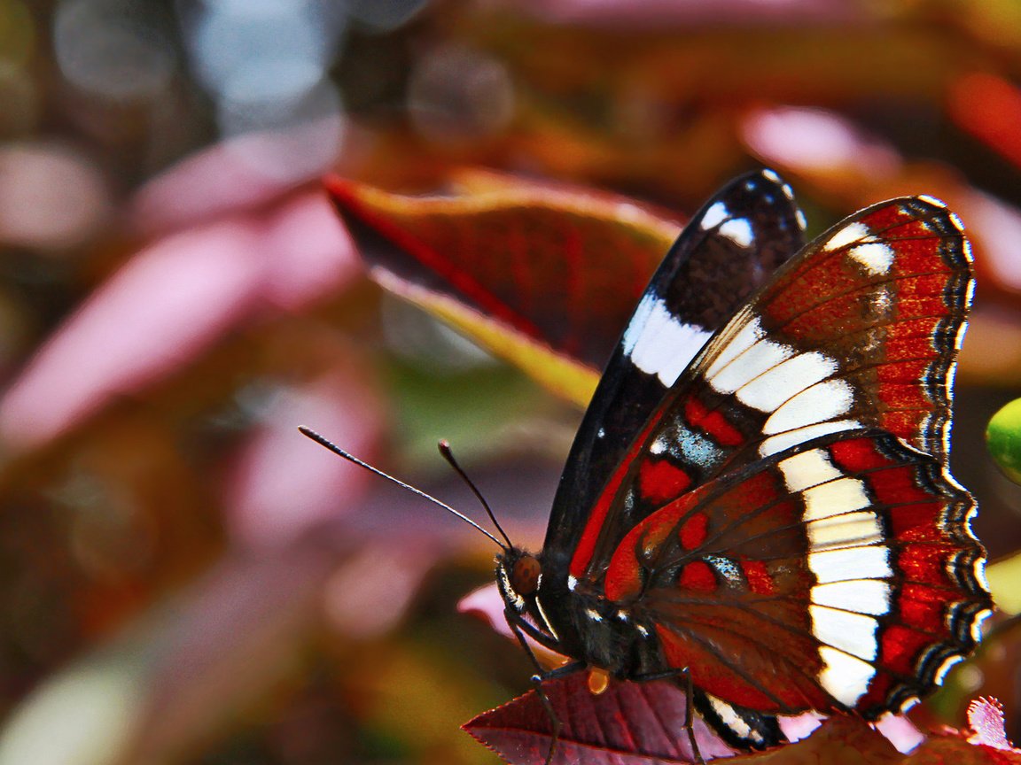 Обои бабочка, крылья, butterfly, wings разрешение 1920x1200 Загрузить