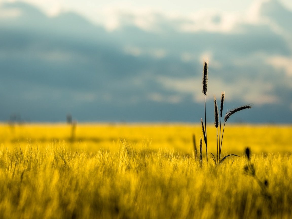 Обои горы, природа, фон, поле, лето, mountains, nature, background, field, summer разрешение 1920x1080 Загрузить