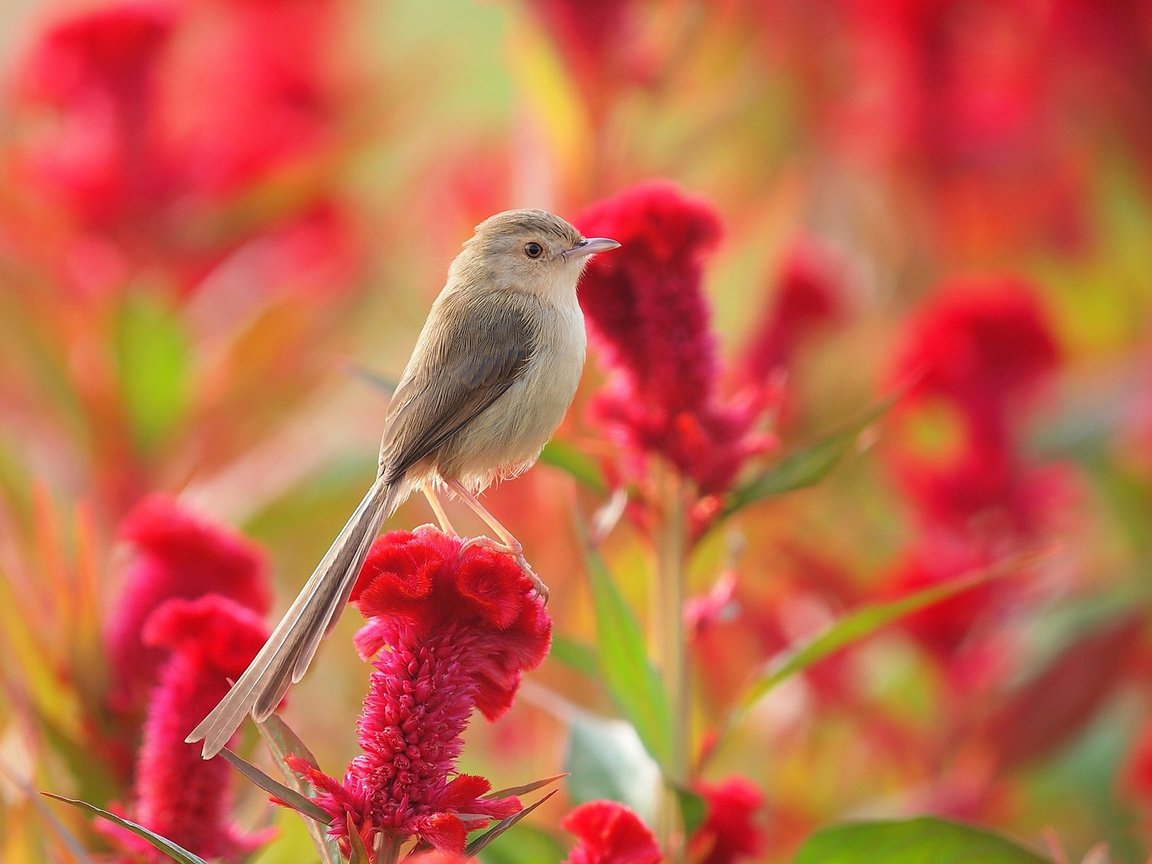 Обои цветок, лето, луг, птица, камышевка, птаха, целозия, flower, summer, meadow, bird, warbler разрешение 1920x1282 Загрузить